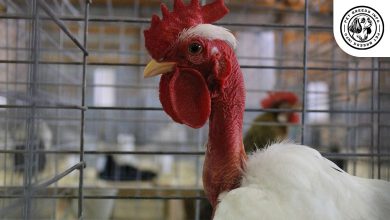 Naked Neck Chicken Breed