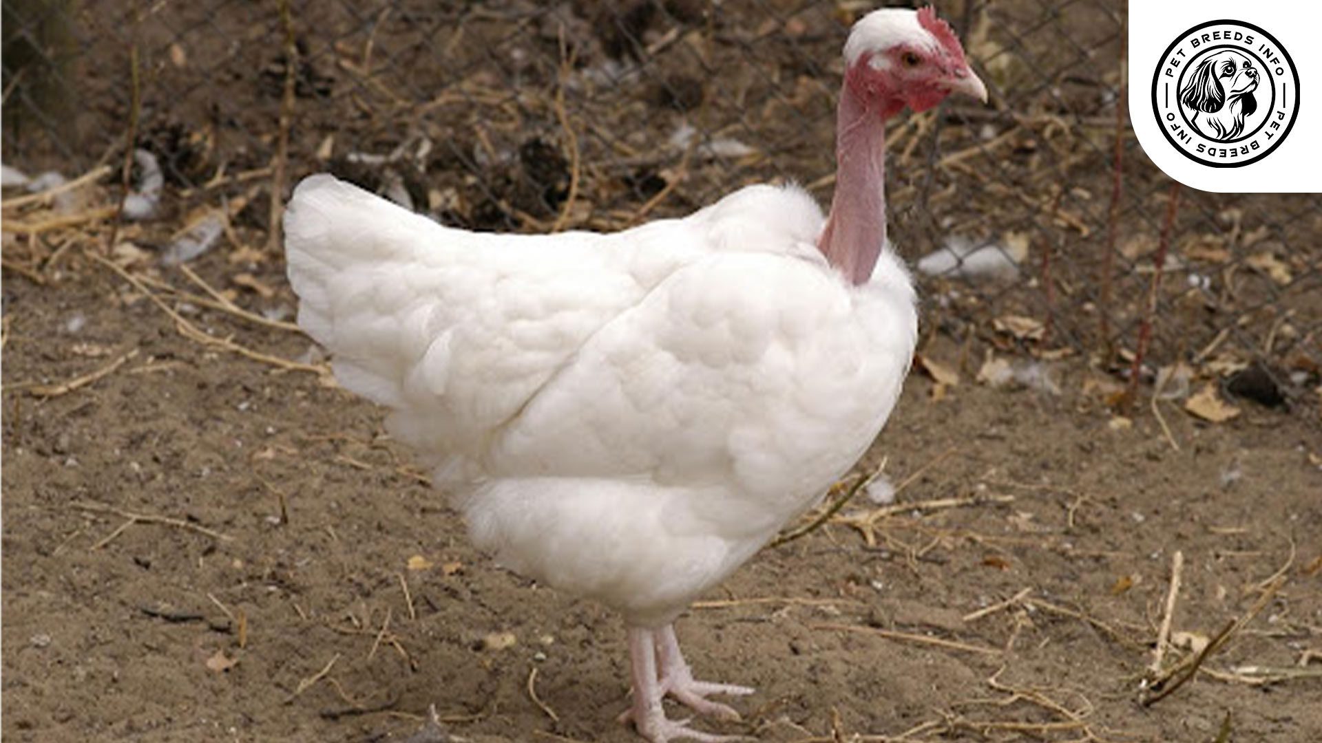 Naked Neck Chicken Breed Diet
