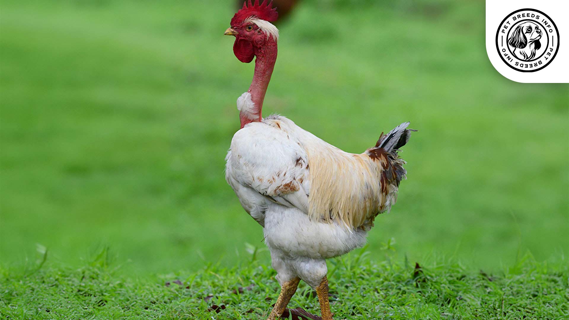 Naked Neck Chicken Breed Interaction