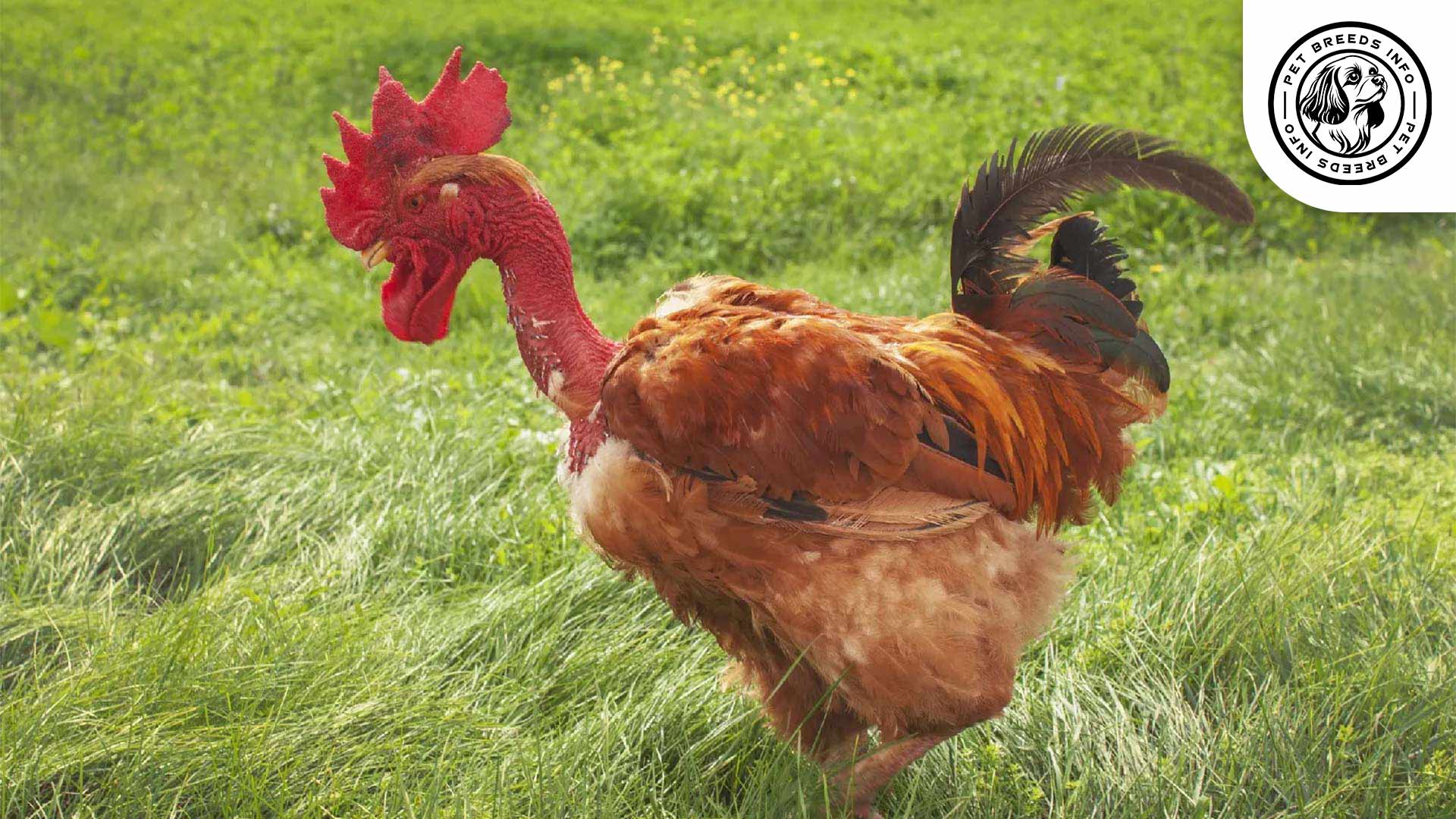Naked Neck Chicken Breed Physical