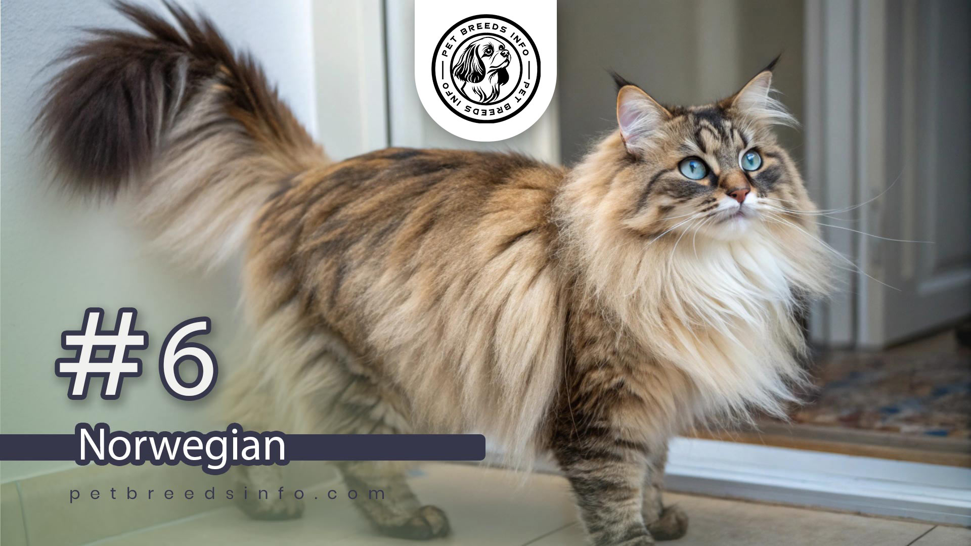 Norwegian cat