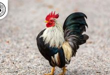 Old English Game Chicken