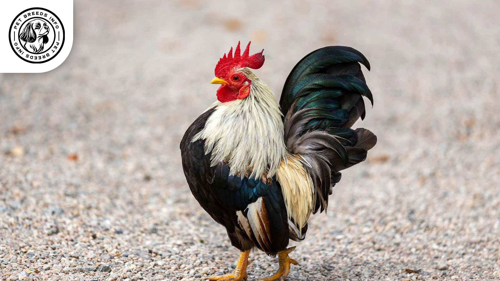 Old English Game Chicken