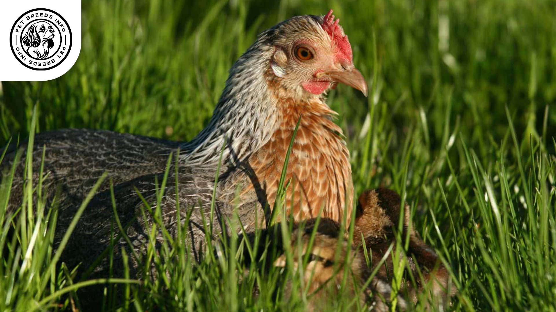 Old English Game Chicken Diet