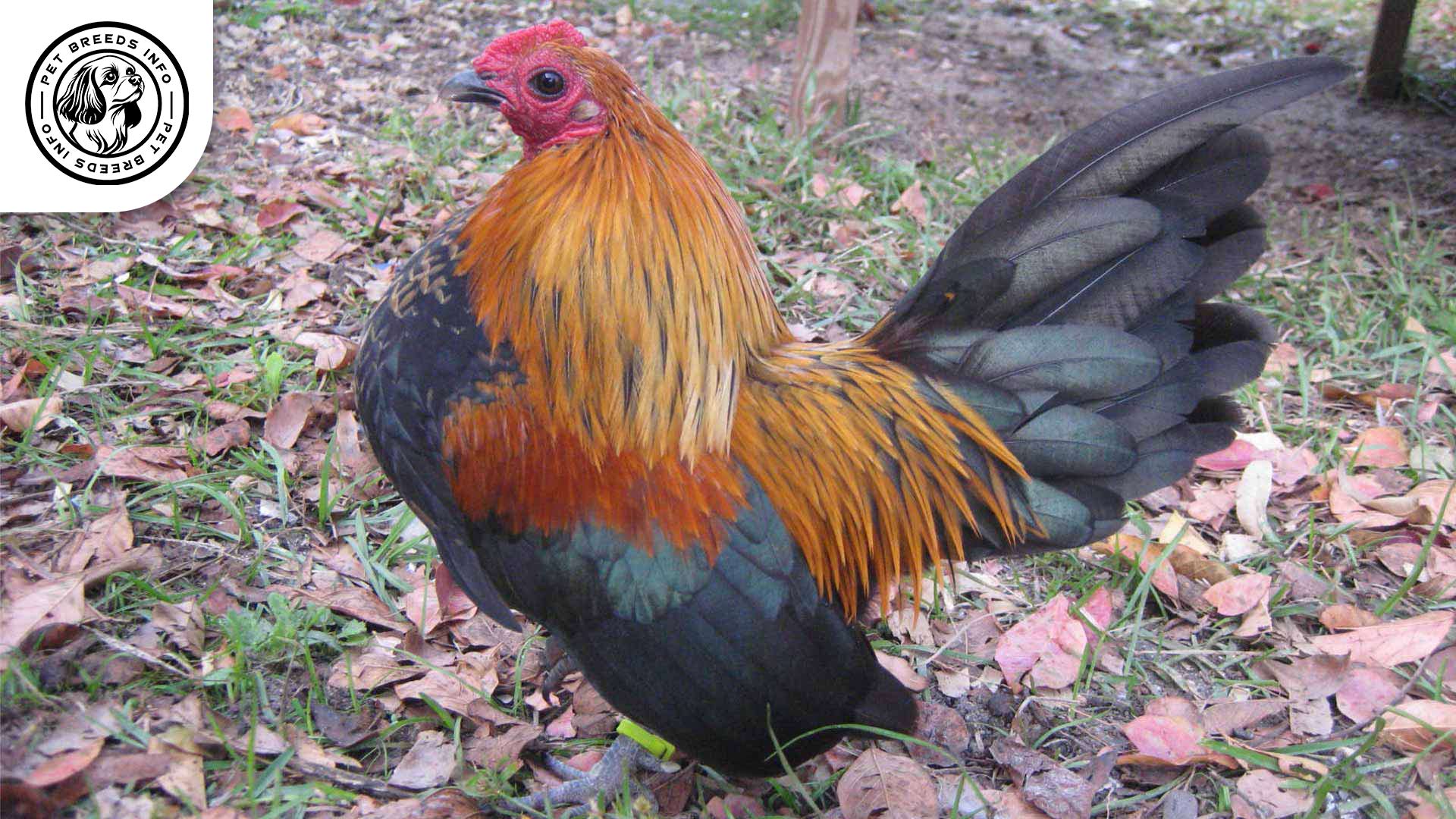 Old English Game Chicken Physical