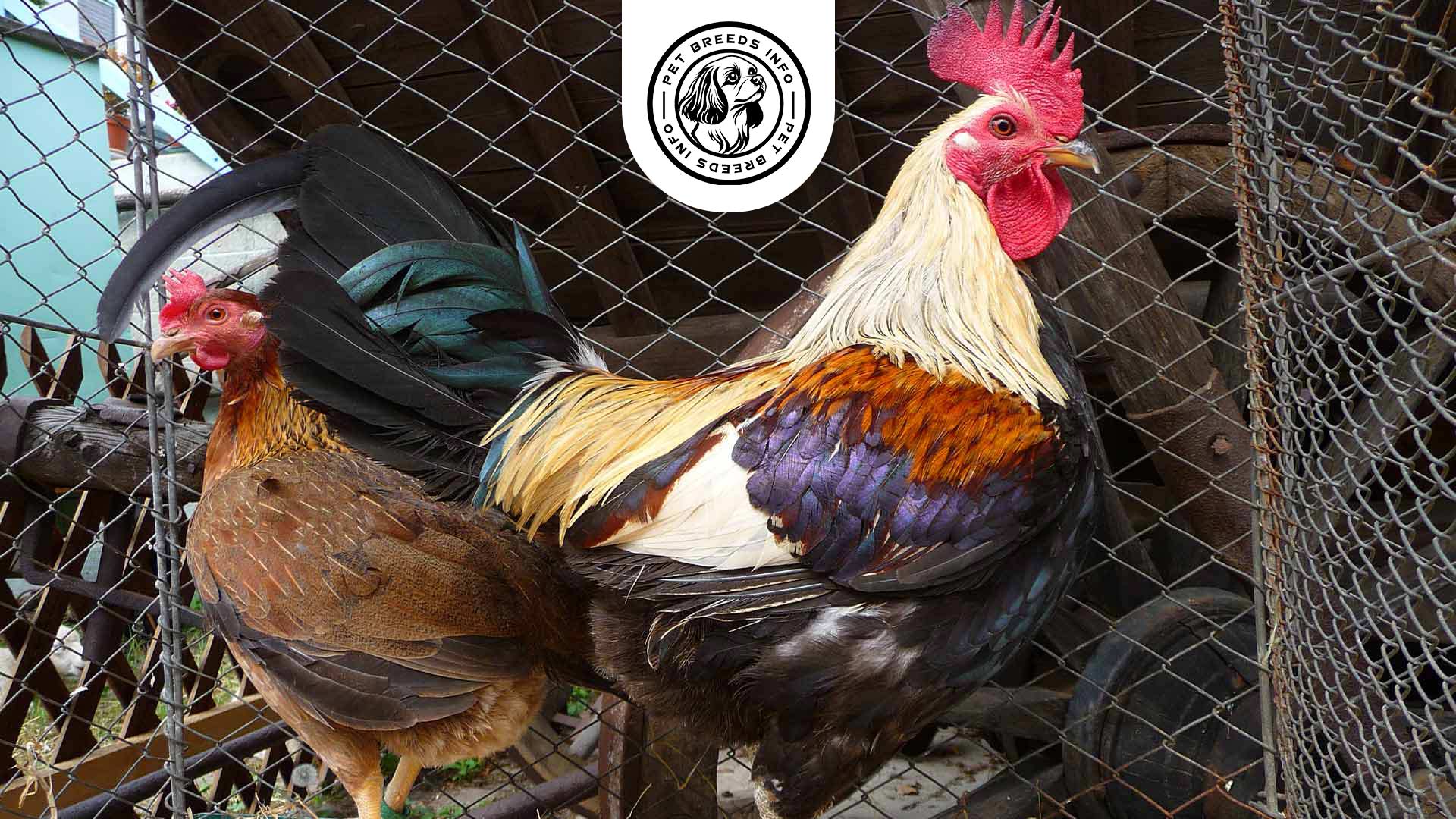 Old English Game Chicken Personality