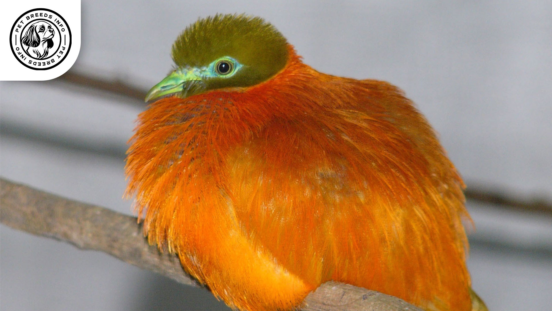 Orange Dove Diet