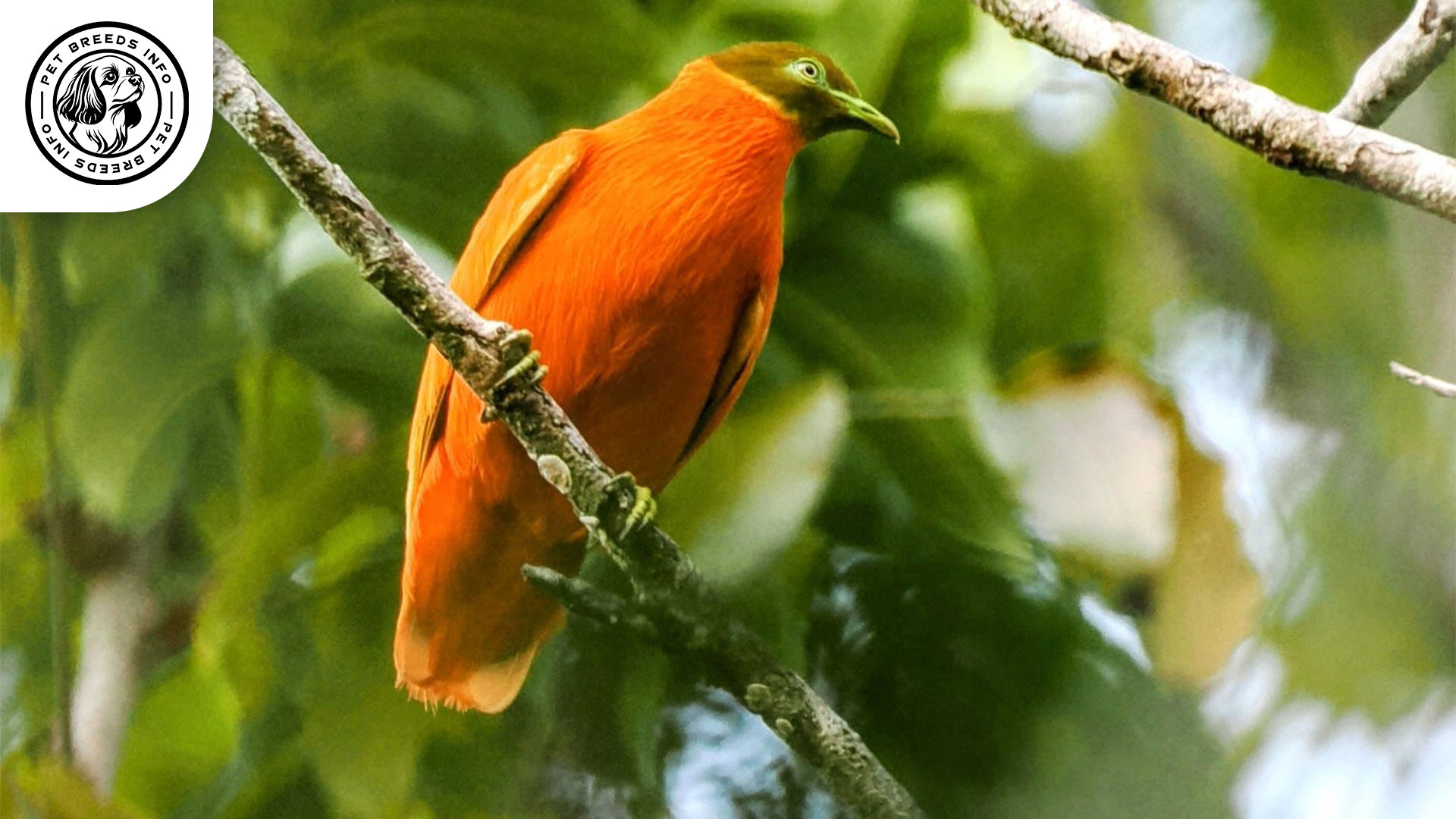 Orange Dove Interaction