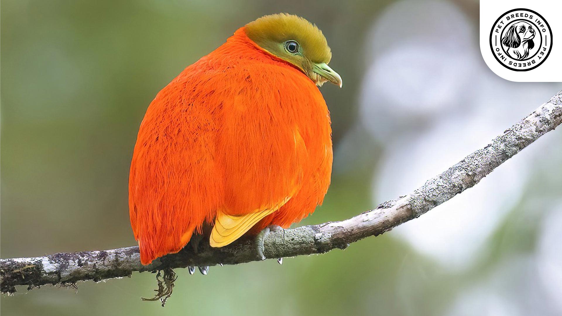 Orange Dove Personality