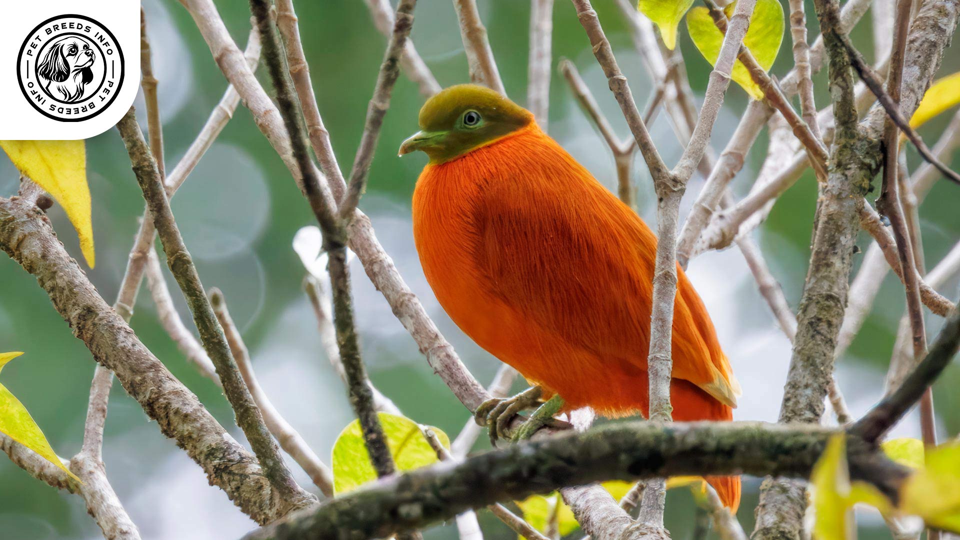 Orange Dove