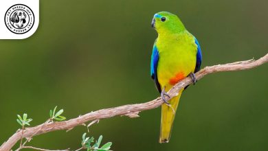 Orange bellied Parrot