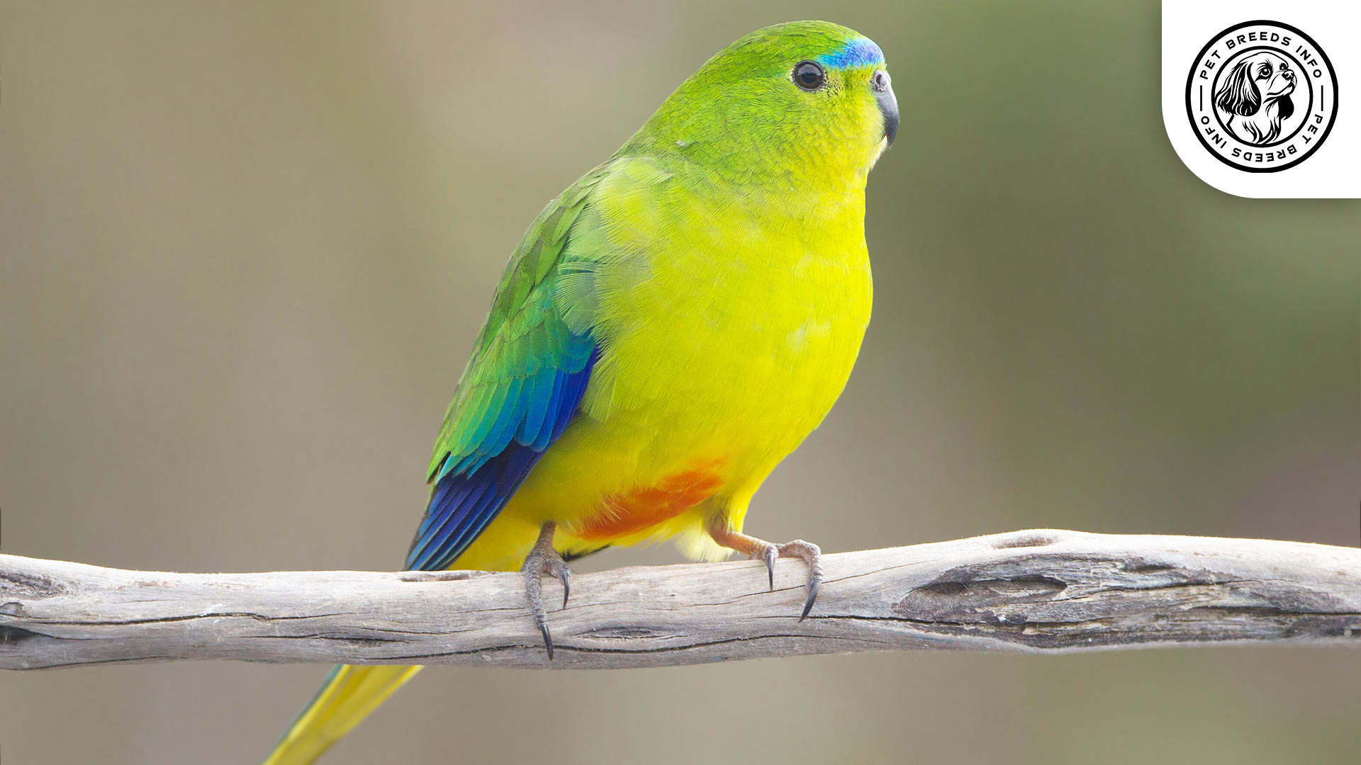 Orange bellied Parrot Interaction