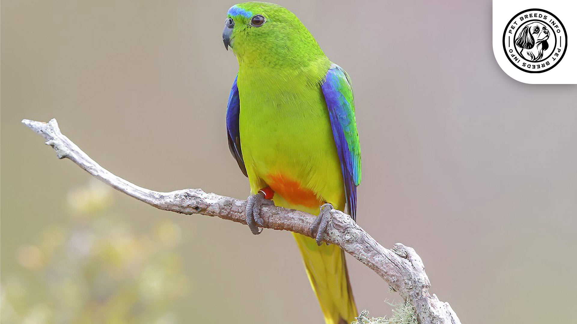 Orange bellied Parrot Personality