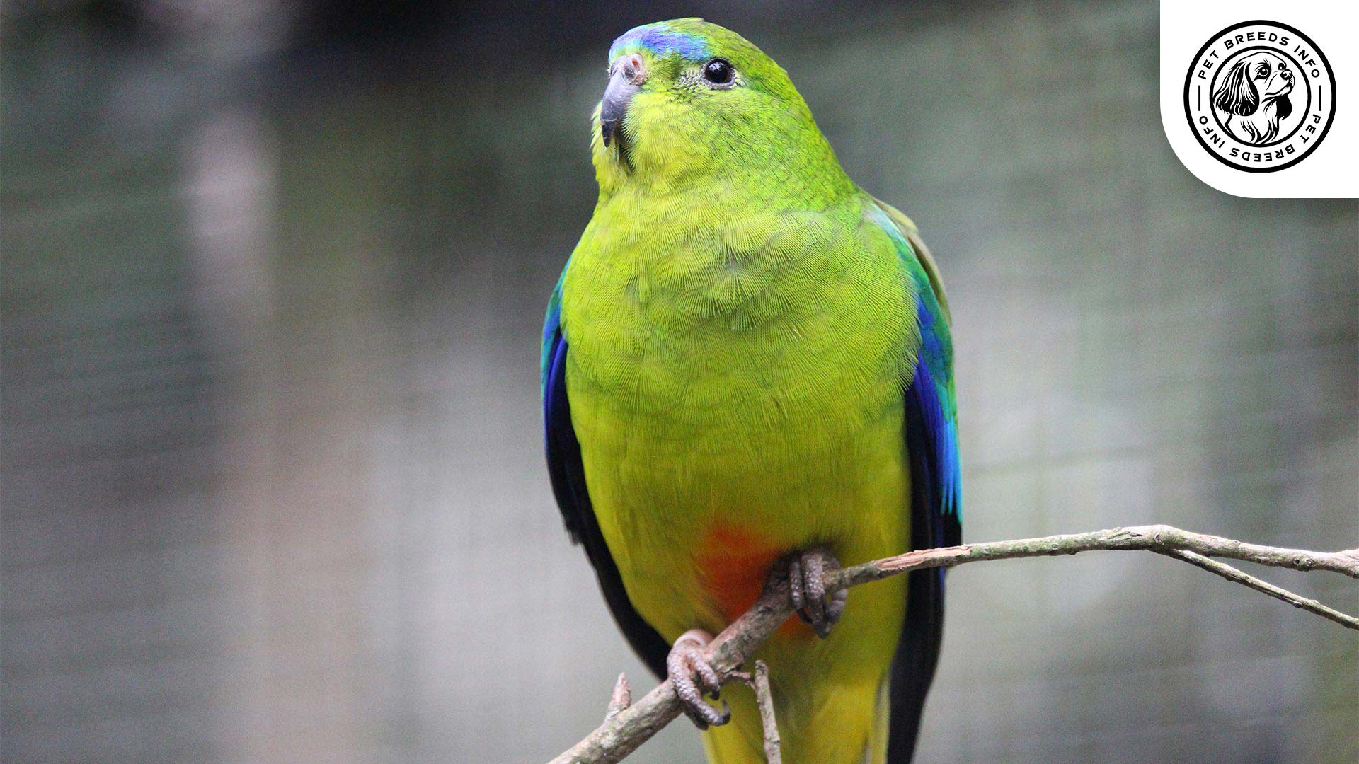 Orange bellied Parrot Physical