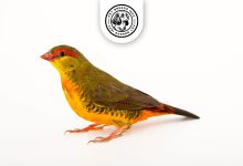 Orange breasted