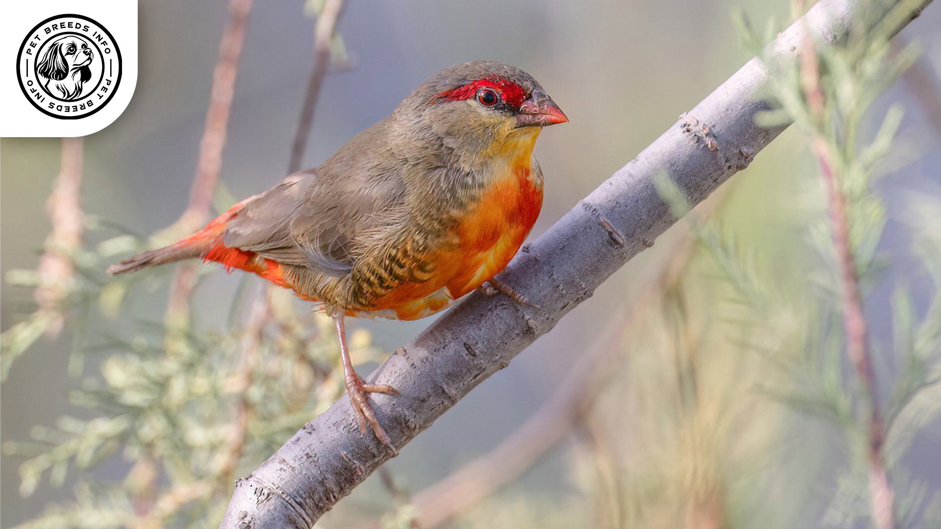 Orange breasted Waxbill Diet