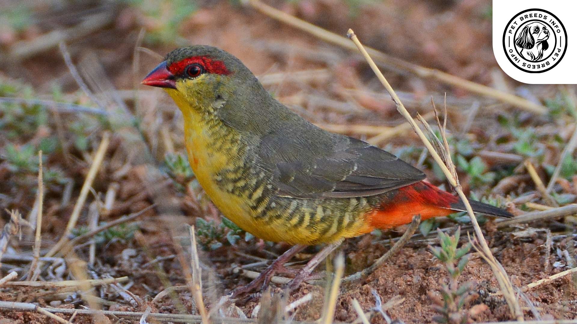 Orange-breasted-Waxbill Interaction