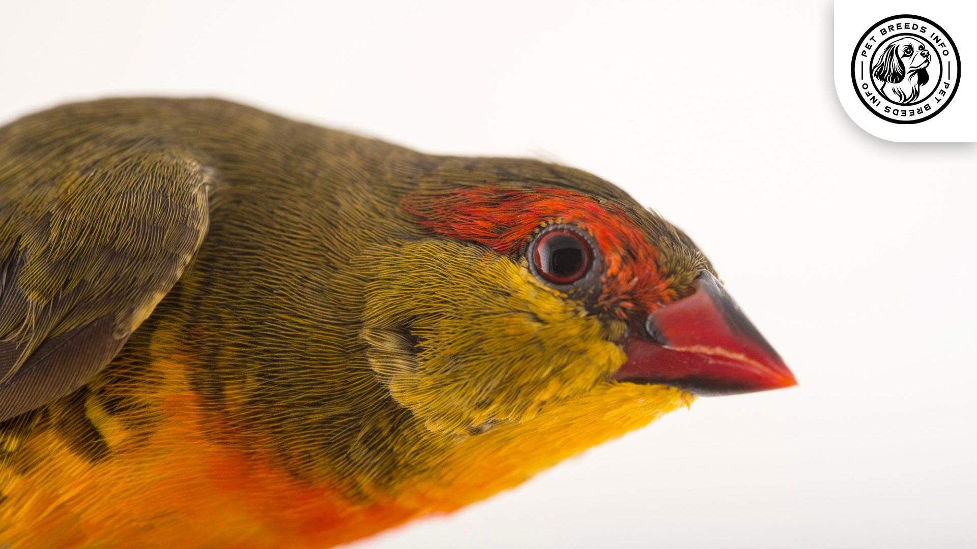 Orange-breasted Waxbill Personality