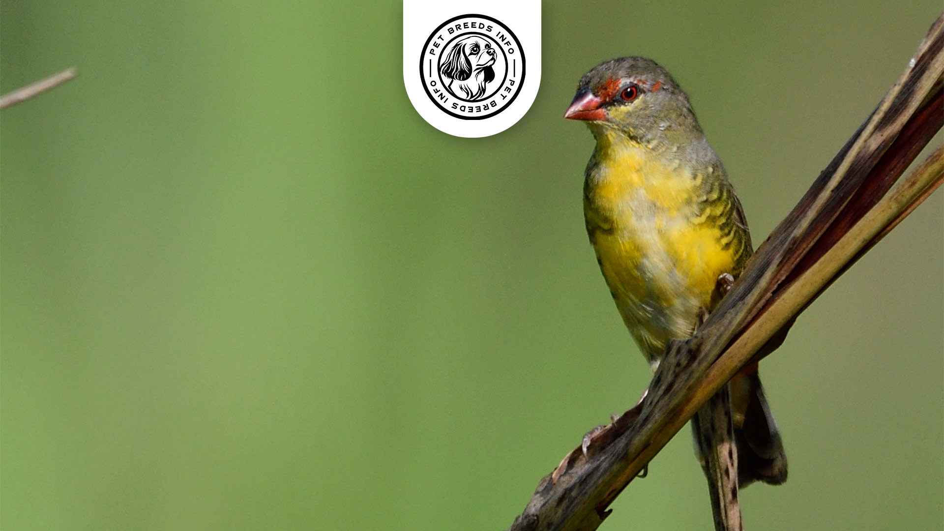 Orange-breasted Waxbill Physical