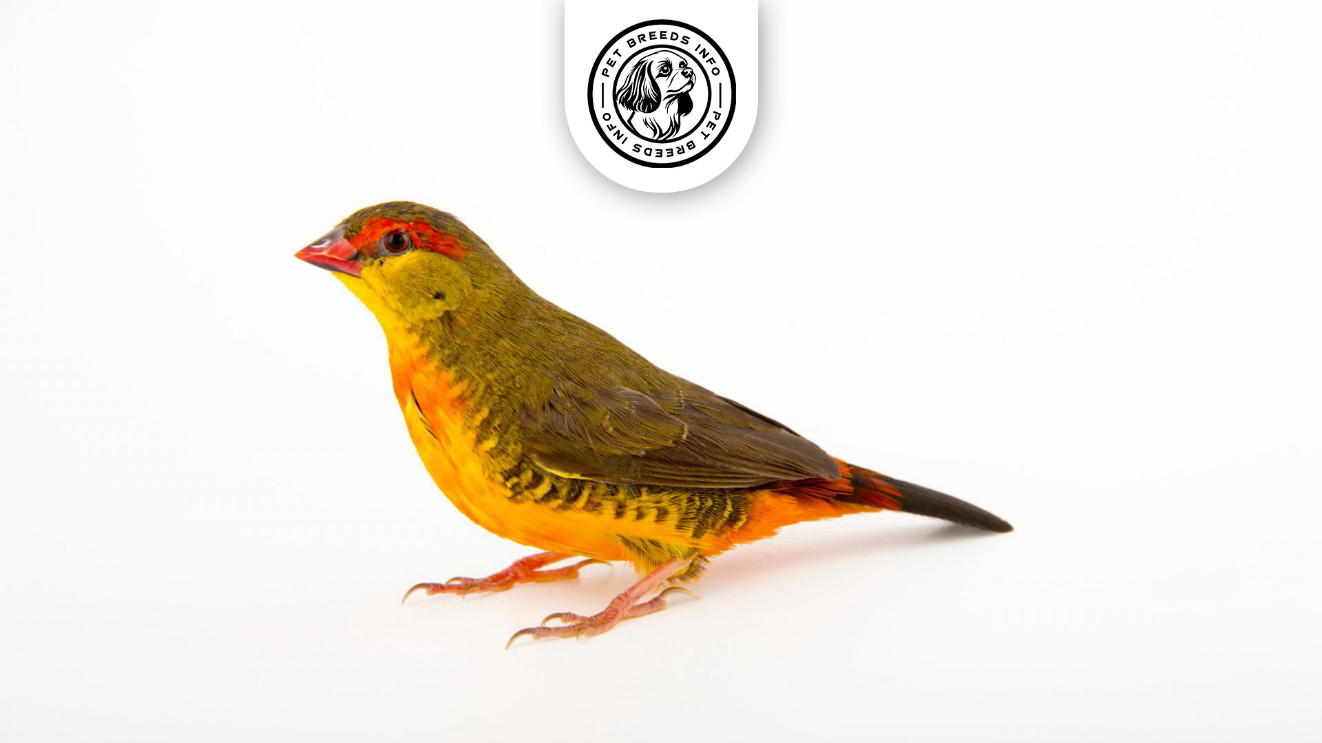 Orange breasted