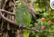Orange winged Amazon