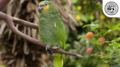 Orange winged Amazon