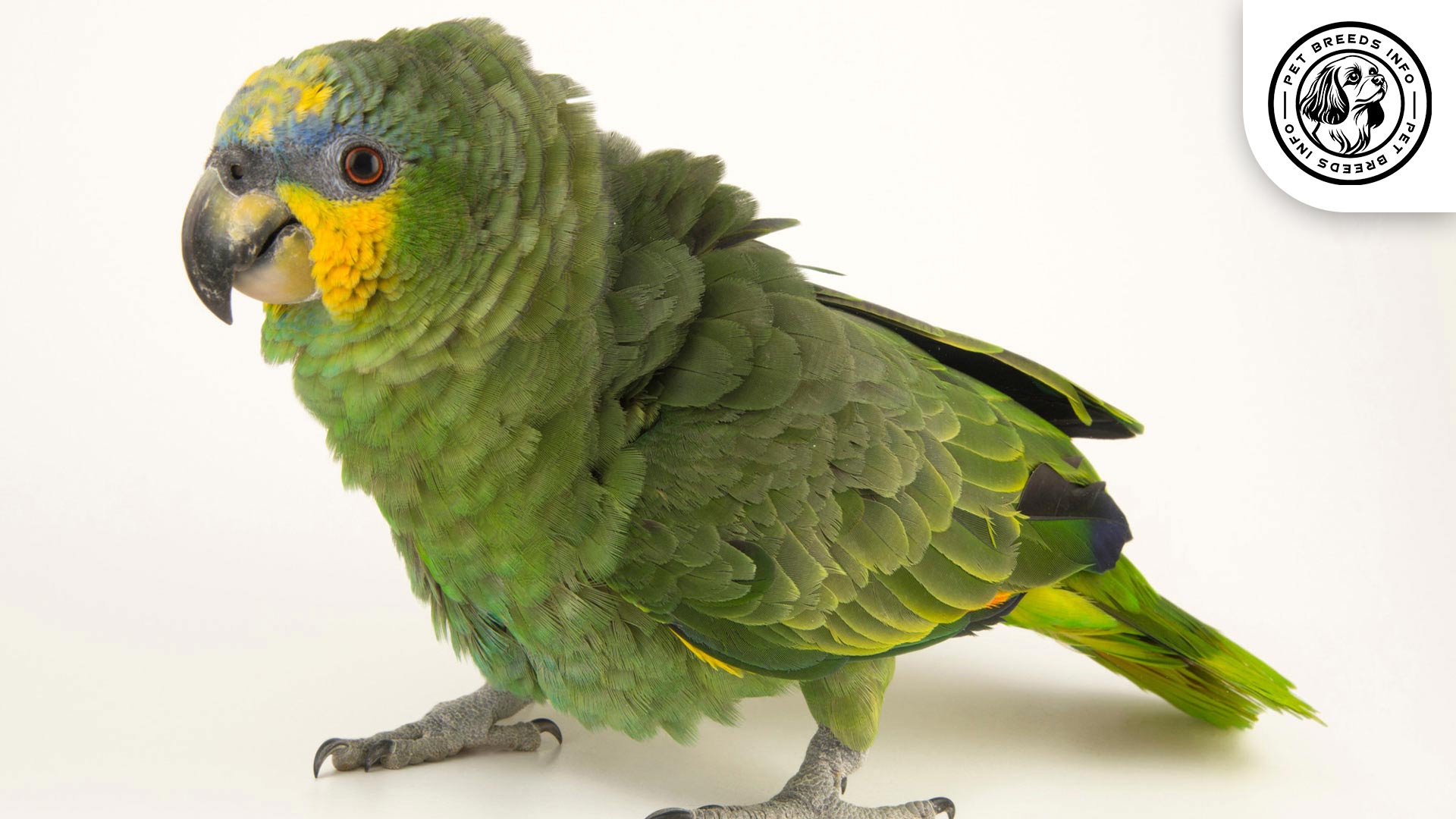 Orange winged Amazon Diet