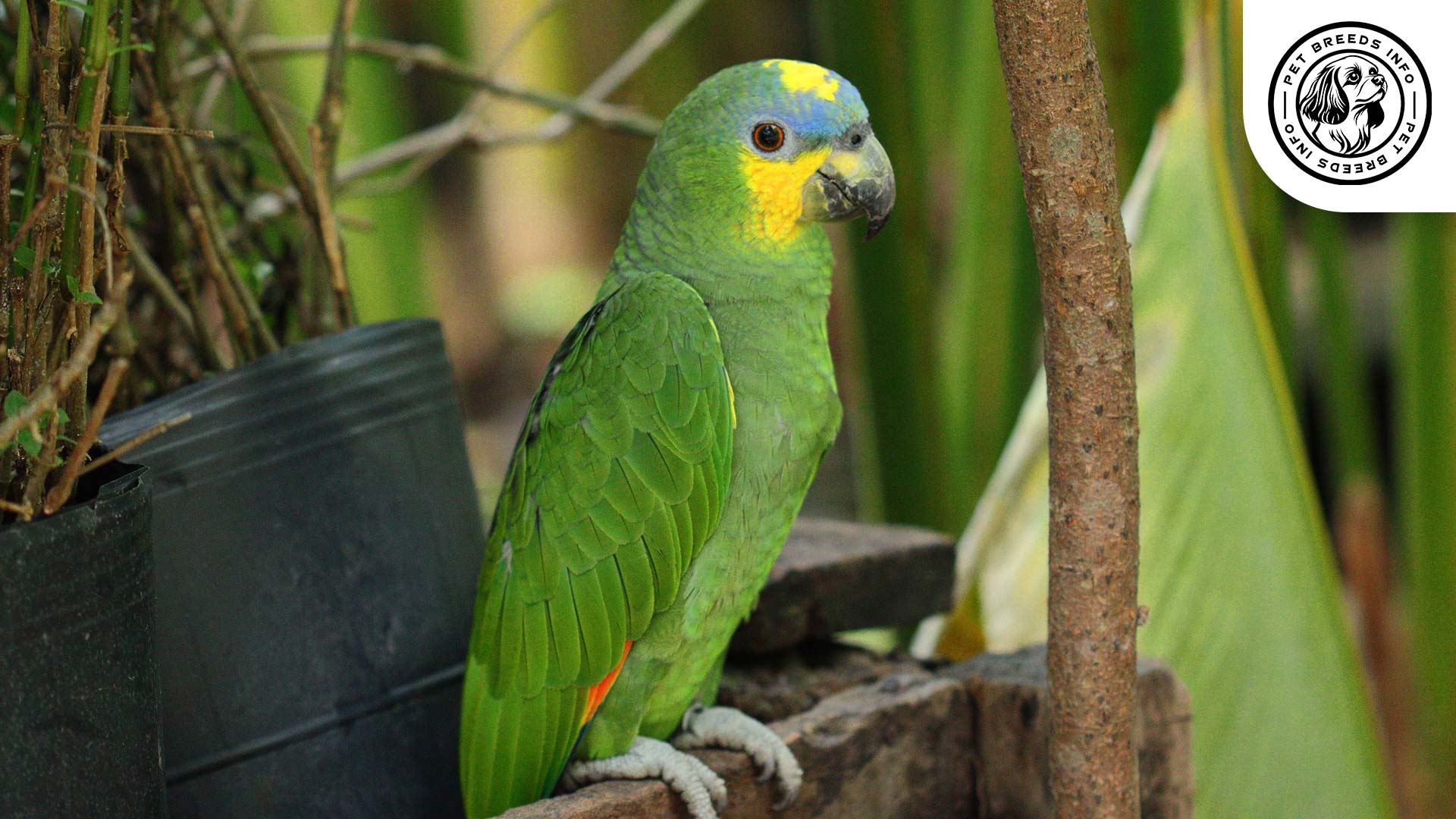 Orange winged Amazon Interaction