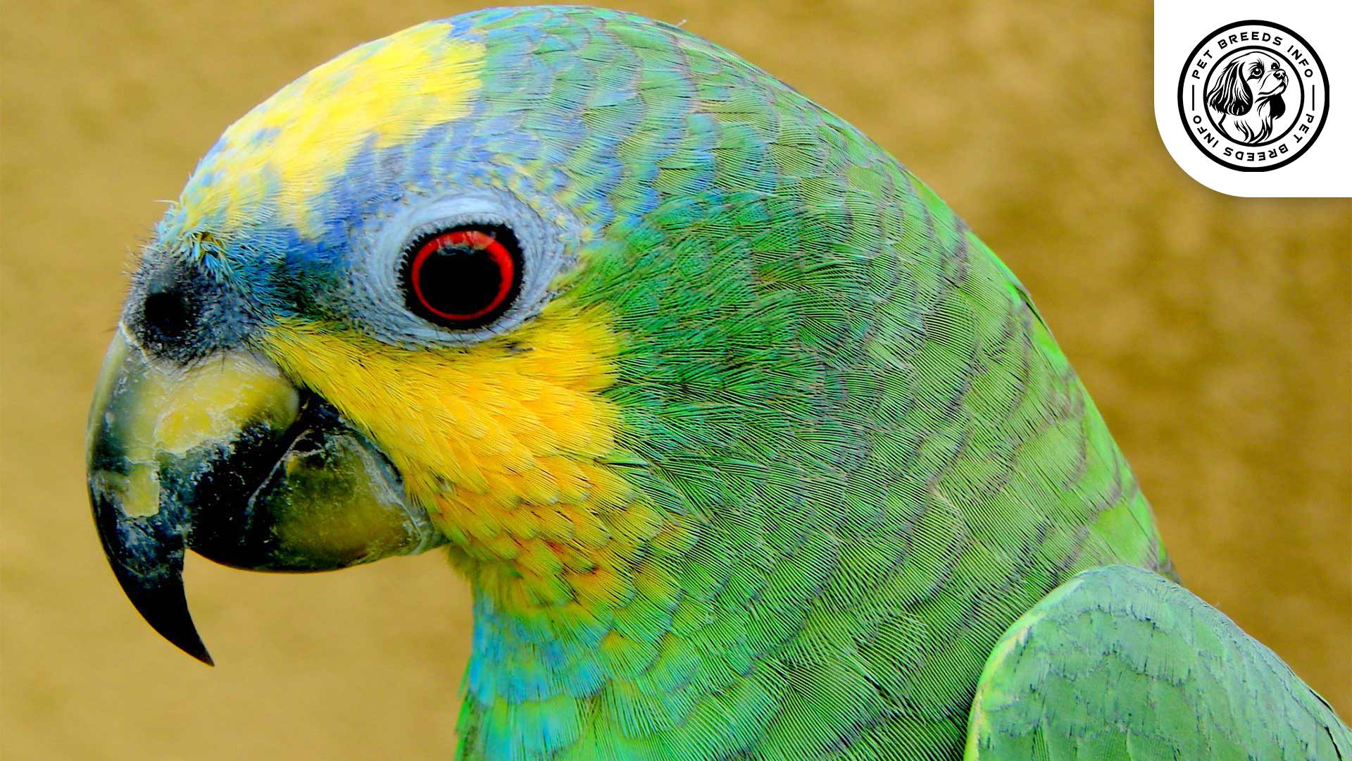 Orange winged Amazon Personality