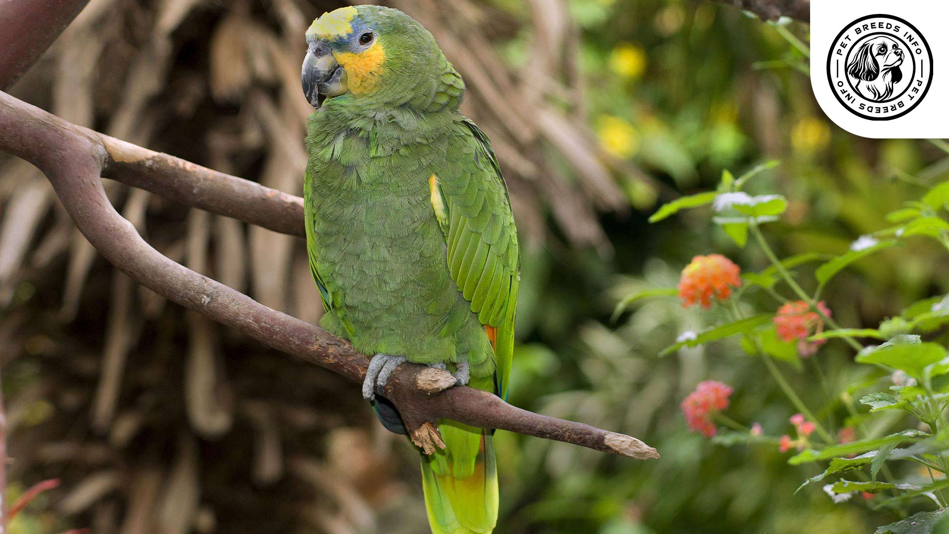 Orange winged Amazon