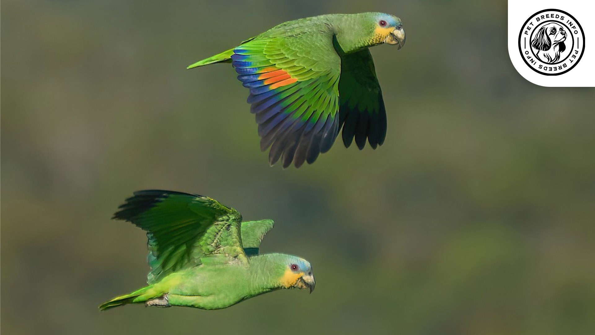 Orange winged Amazon Physical
