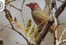 Orange-winged Pytilia