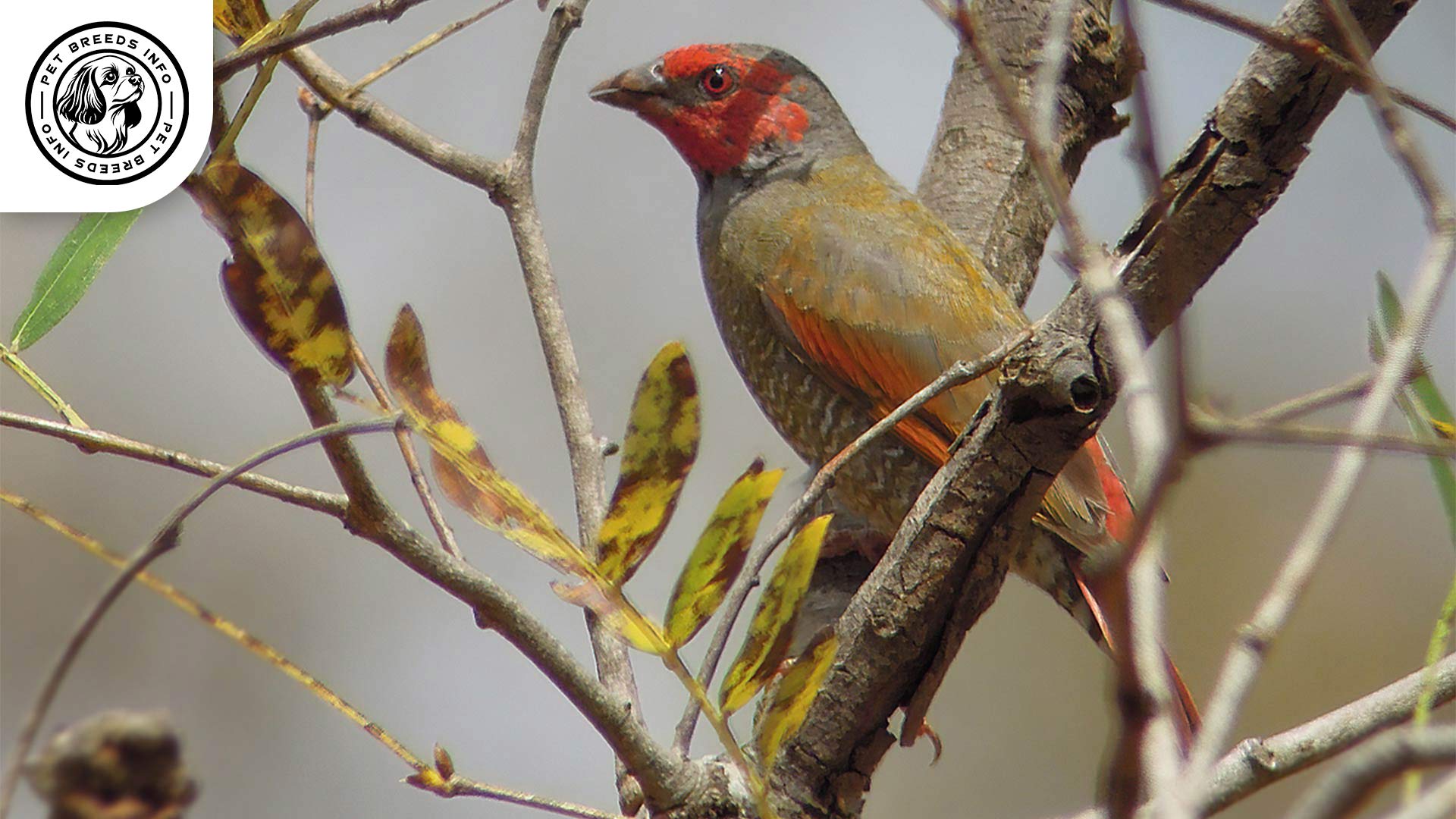 Orange-winged Pytilia