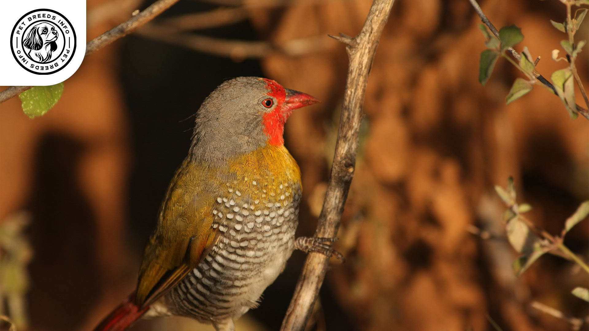 Orange winged Pytilia Diet