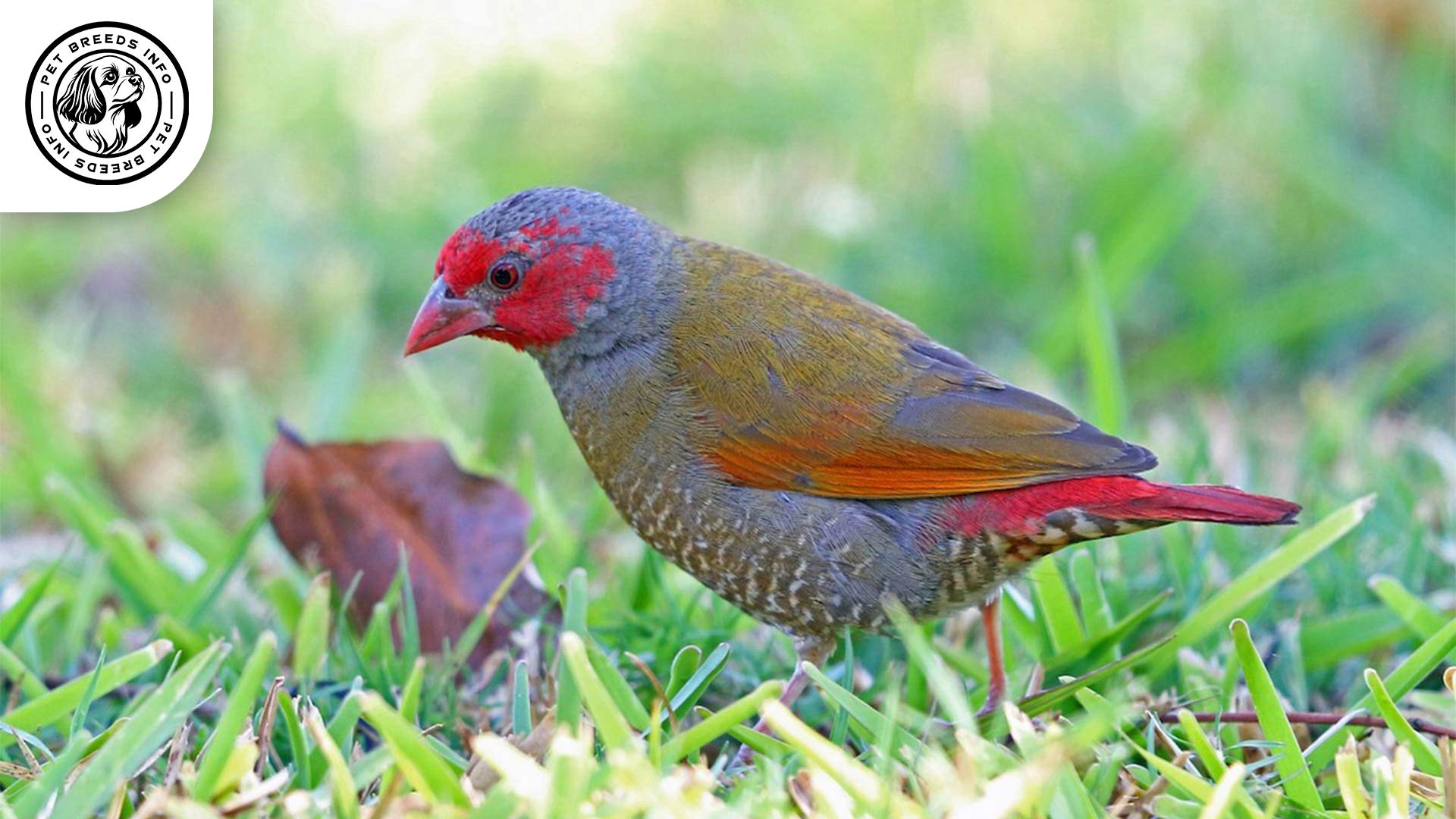 Orange-winged Pytilia Personality