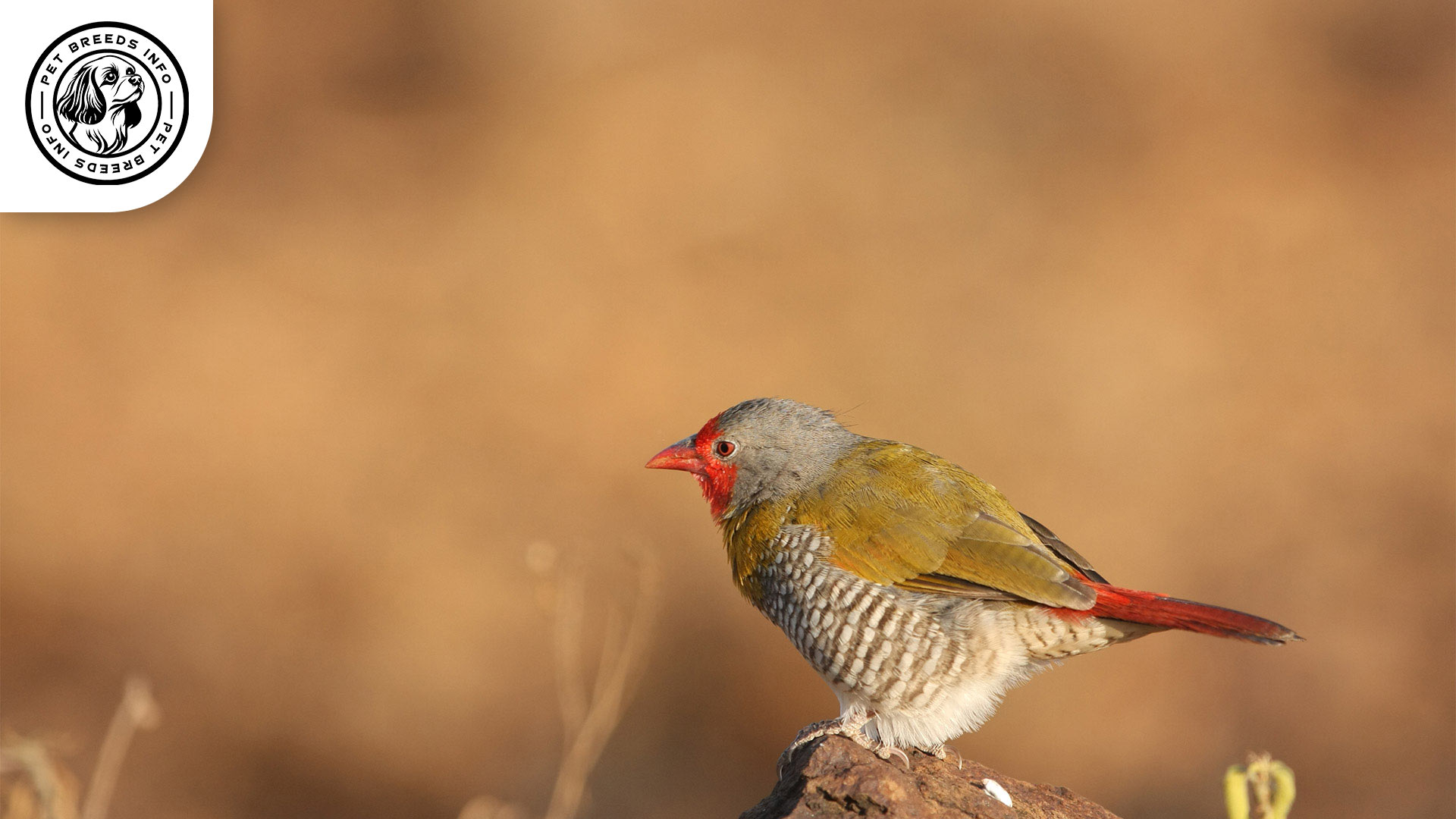 Orange winged Pytilia Physical