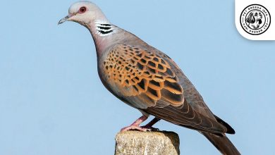 Oriental Dove Bird