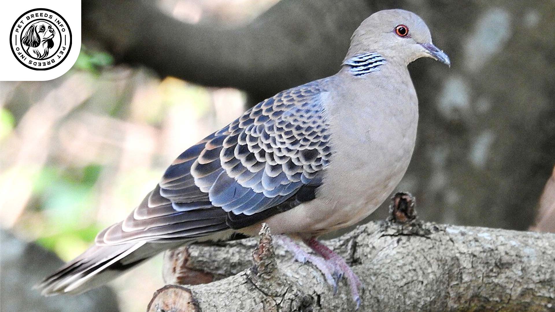 Oriental Dove Bird Health