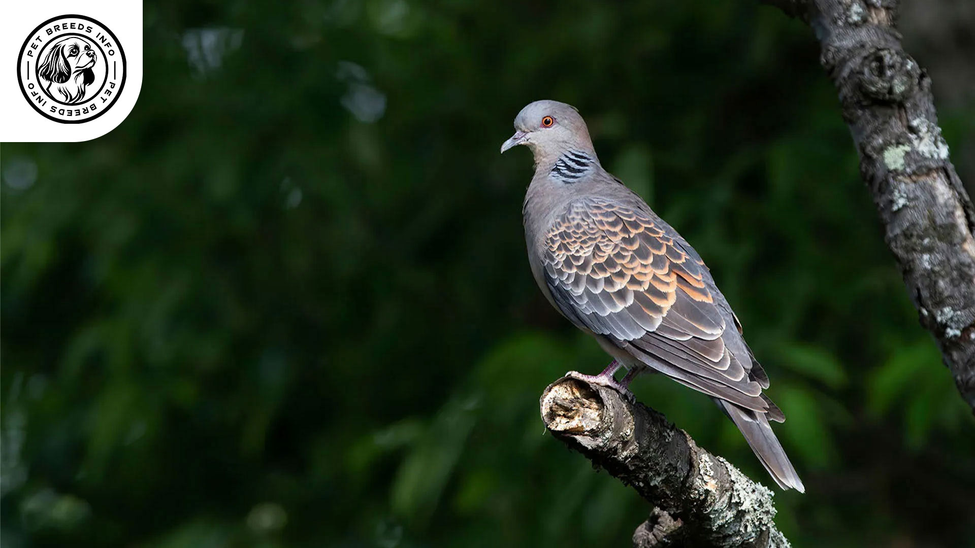 Oriental Dove Bird Personality
