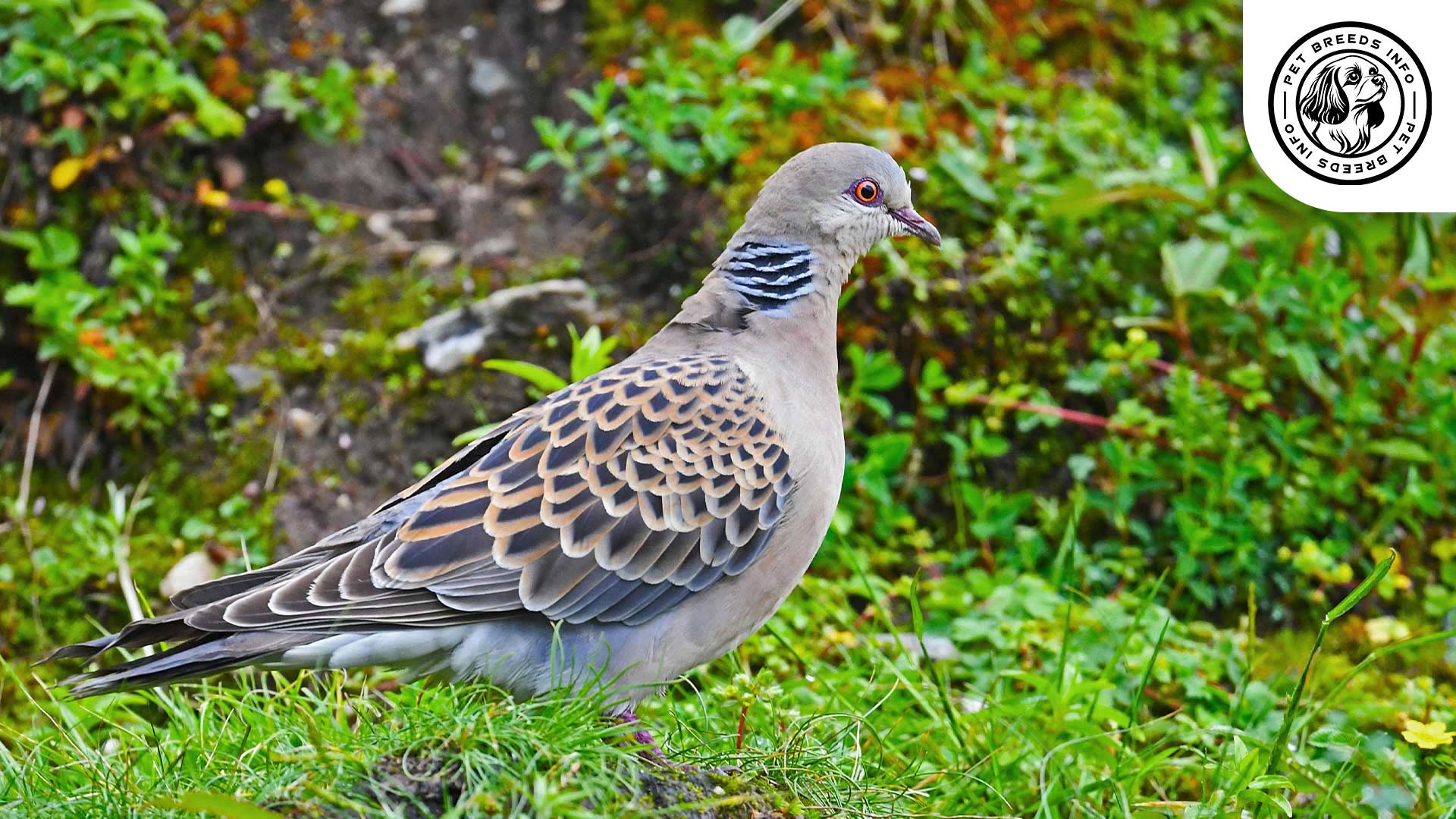 Oriental Dove Bird Physical