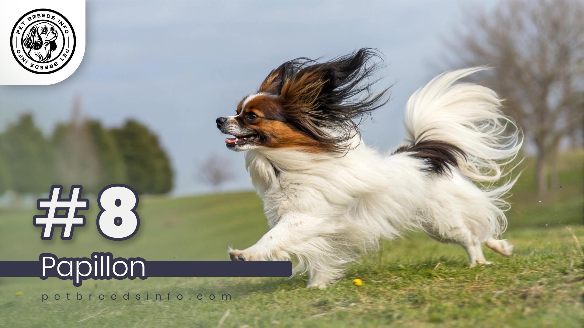 Papillon