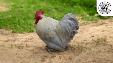 Pekin Bantam
