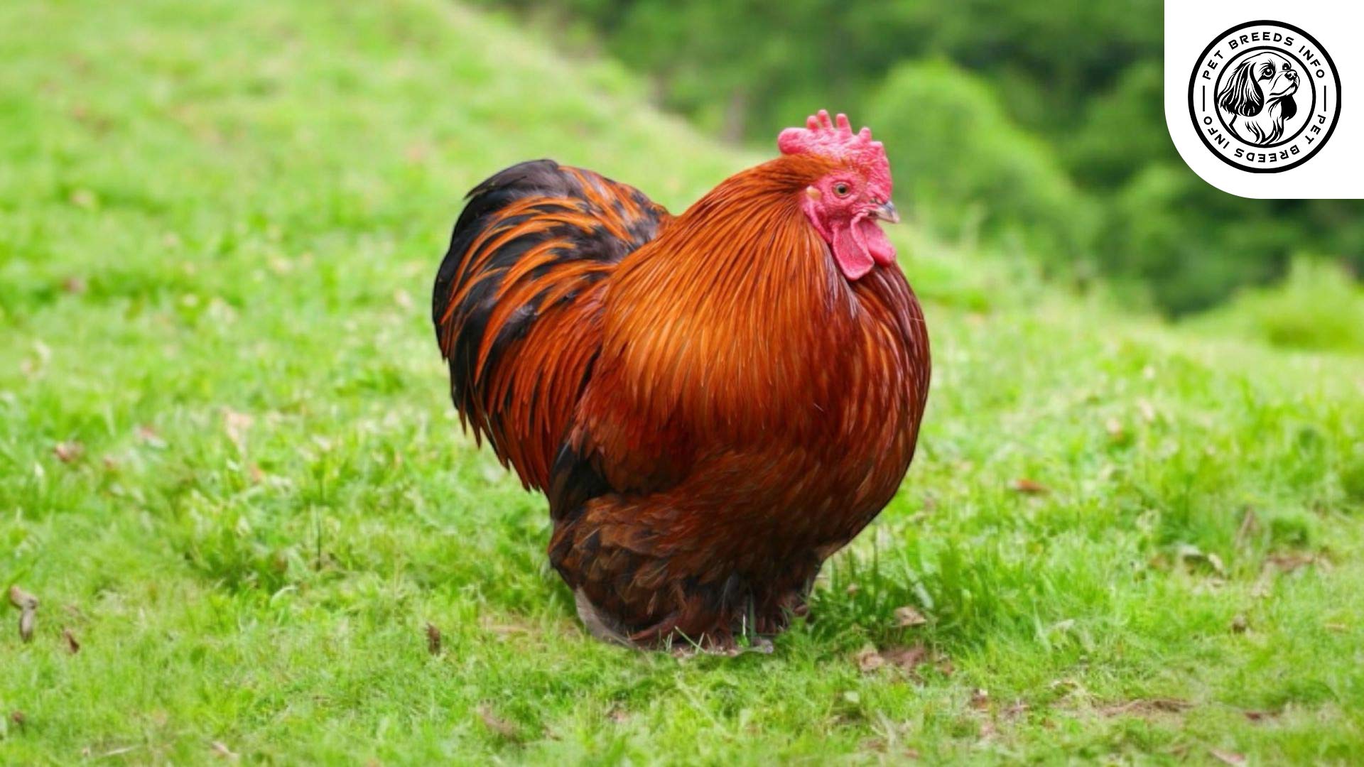 Pekin Bantam Care
