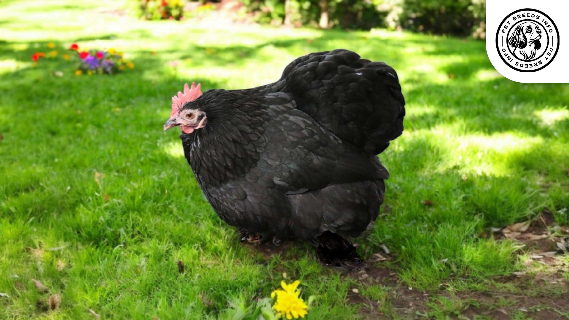 Pekin Bantam Physical Characteristics