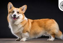 Pembroke Welsh Corgi Dog