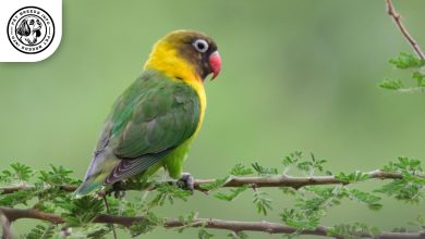 Personata Lovebird