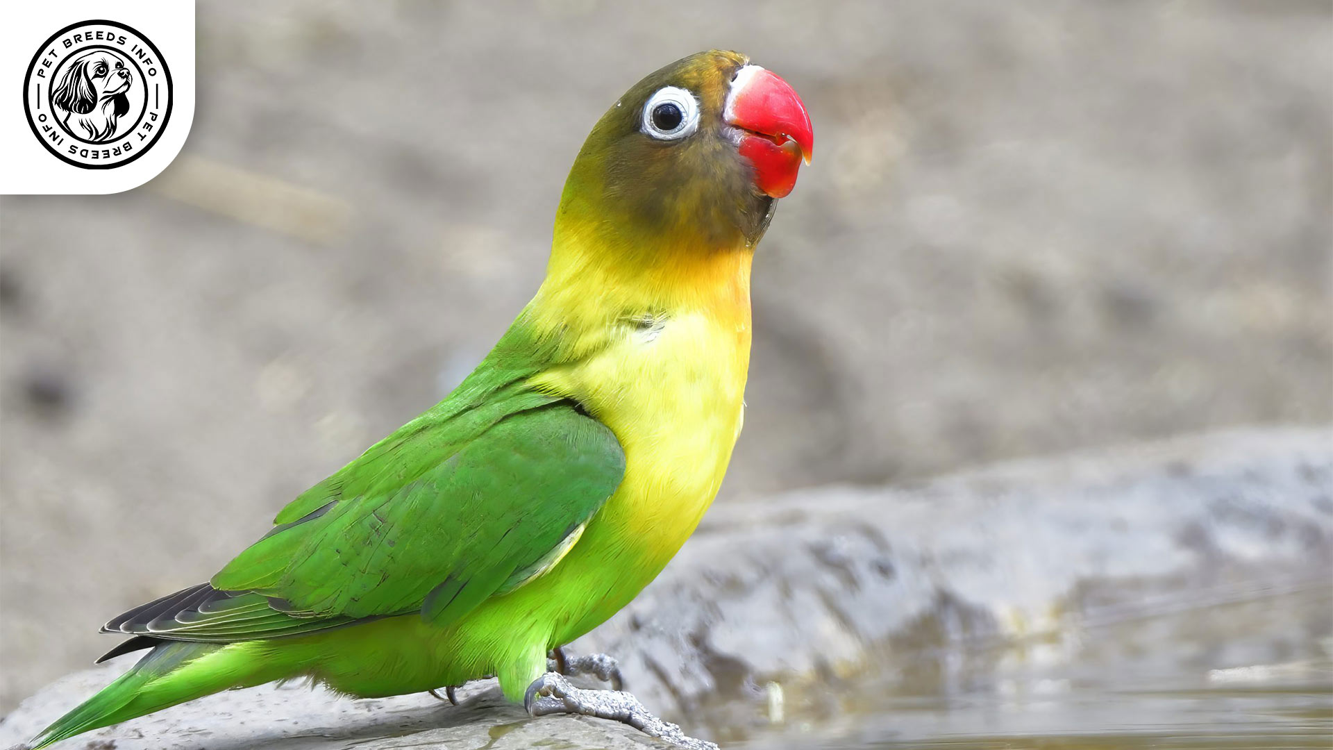 Personata Lovebird Interaction