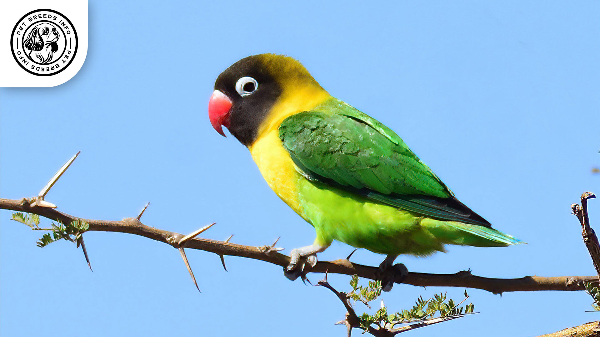 Personata Lovebird Personality