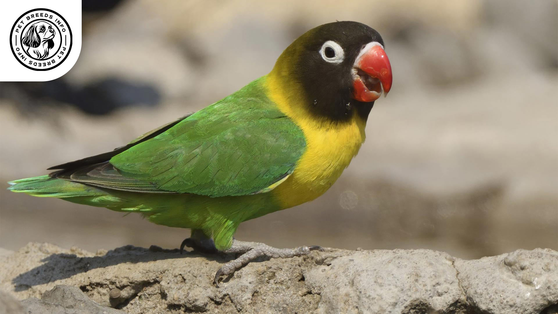 Personata Lovebird Physical