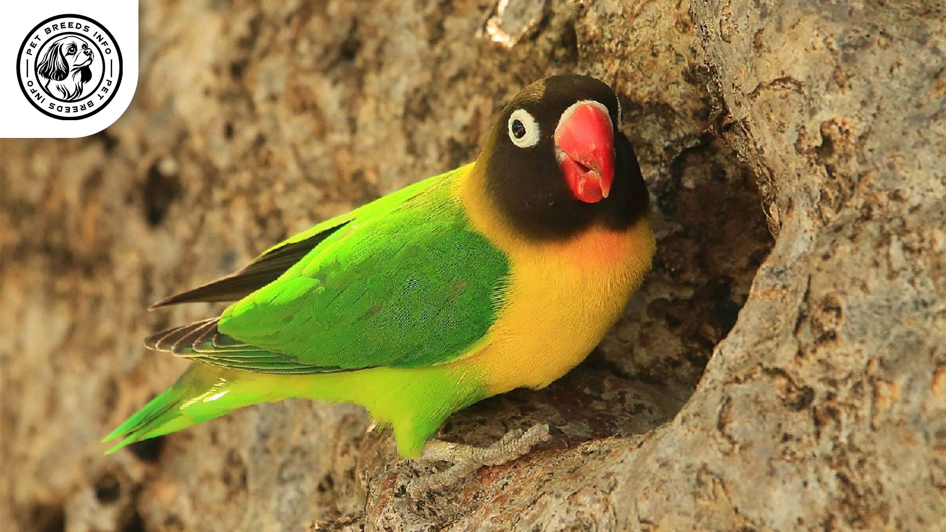 Personata-Lovebird Diet